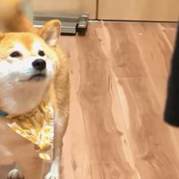 「食べたいな」としっぽをフリフリ