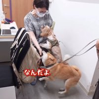 上司に飛びつく2匹の犬