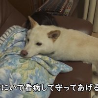 寄り添って看病中