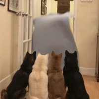 落ち始めた布を見る4匹の犬