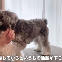 横になったまま遊んであげることに