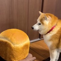 食パンが近づいてくると…