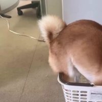 カゴに入るようにもなった