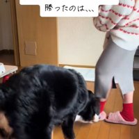 スリッパをガブガブ…