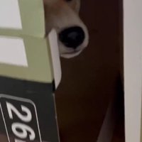 ダンボール箱の中に！！