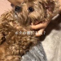 マッサージされる犬