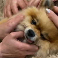 家族みんなでナデナデ