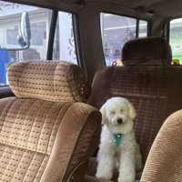 車の座席に乗って目を細める犬