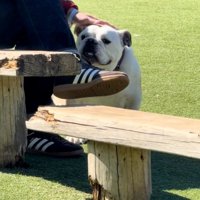 撫でられるぱせり君