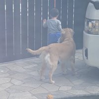 フェンスを見つめる男の子と後ろに立つ犬