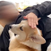 エアーなでなでしたら？