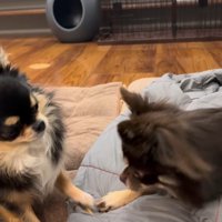 よもぎ君VSしょうぶ君の喧嘩3