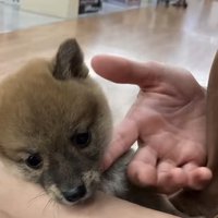 顔をそらす犬