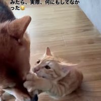 犬の鼻にしがみつく子猫