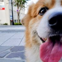 コーギー