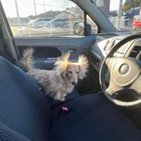 頭が爆発しているまろんちゃん