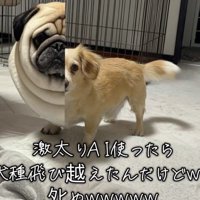 え…？パグ…？