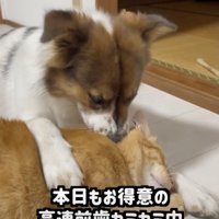 仲が良すぎるターコロさんとアグさん