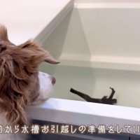 浴室にやってきたボーダーコリー