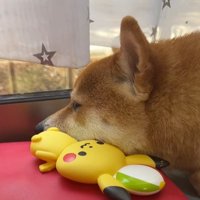 直ったおもちゃに寄り添って寝る柴犬