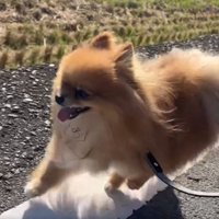 白線の上を走る犬1