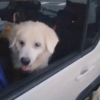 車がゆらゆら〜
