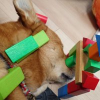 積み木を乗せられた風太くん1