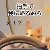 顔を上げる犬