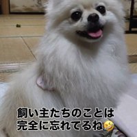 ニコニコでお座りしてカメラ目線のポメラニアン