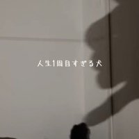 ベッドの近くにいる2匹の柴犬