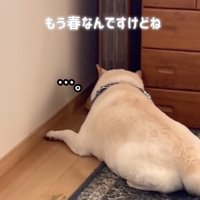 ストーブの前に伏せる犬