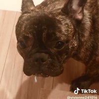 反省するヴィヴィちゃん