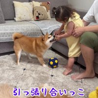ボールの引っ張り合いを開始♪