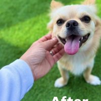 笑顔のチワワ、ほっぺをつままれる