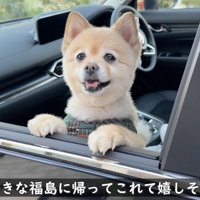 車の窓から外を眺める犬