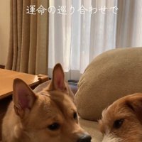 妹犬に顔を近づける犬