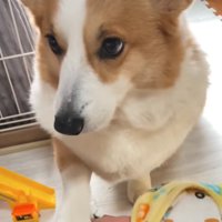 真剣な顔の犬