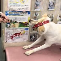 抵抗する犬、抜けそうな首輪