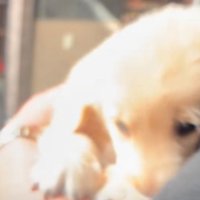 窓際に連れていかれる子犬