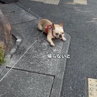 「歩かない」という強すぎる意志