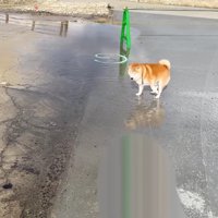 後ろ足をブンブン！！