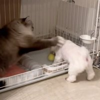 猫パンチされるちゃむさん