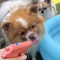 水鉄砲をなめる犬