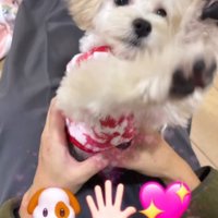 ハイタッチする子犬