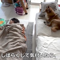ソファの上から見守ることに