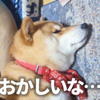 枕を奪われたスティーブくん2