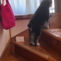 階段の窓から外を眺める