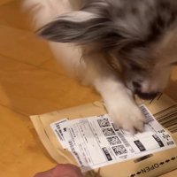 足で押さえる犬