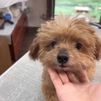 トリミング前の姿