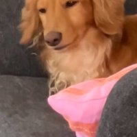 うなずくしまちゃん